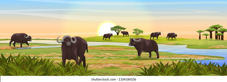 A herd of African black buffalo at the watering near the river. Realistic vector landscape. Nature and animals of Africa. Reserves and national parks.