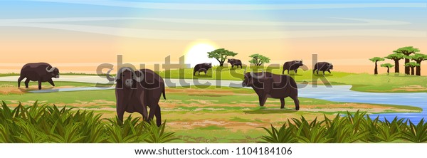 A herd of African black buffalo at the watering near the river. Realistic vector landscape. Nature and animals of Africa murals. Reserves and national parks.