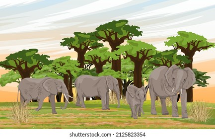 Herd of African Bush Elephants in the savannah with baobab grove. wild animals of Africa. Realistic vector landscape