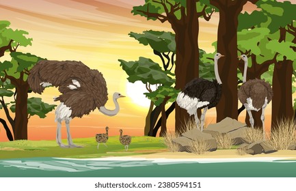 A herd of African common ostriches with chicks stands on the shore of a lake in a baobab grove. Wildlife of Africa. Realistic vector landscape.