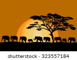 Herd of African elephants silhouettes at sunset