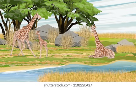 A herd of African giraffes with a cub on the bank of a stream near the bush. Wild animals Africa. Realistic vector landscape