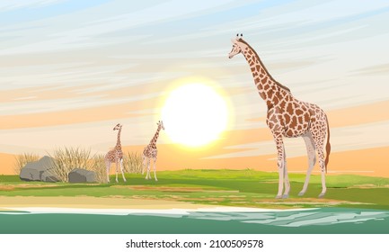 A herd of African giraffes walks along the lake at dawn. Wild animals Africa. Realistic vector landscape