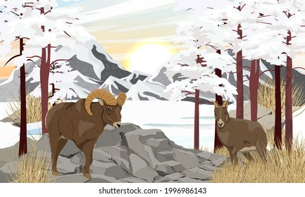 A herd of Bighorn sheep Ovis canadensis in a winter mountain valley with rocks, tall trees and dry grass. Dawn in the mountains. Wild mammals of North America. Realistic vector landscape