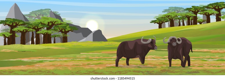 A herd of black African buffalo. African savannah, baobab thickets and high mountain ranges. Realistic vector landscape. The nature of Africa