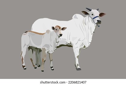 herd cattle nelore ox calf Rebanho nelore boi bezerro