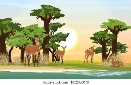 A herd of Cob antelopes on the bank near the river. African savannah and bush, sandy shore of the hand and thickets of baobabs on the shore. Wild mammals of central Africa. Realistic vector landscape