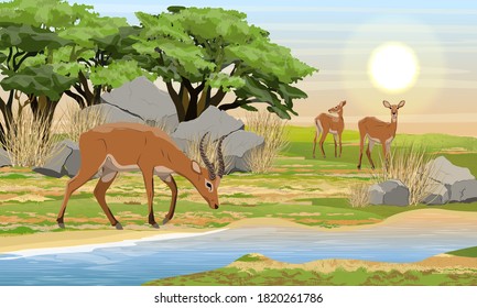 A herd of Cob antelopes on the bank of a shallow river. African savannah and bash. Wild mammals of central Africa. Realistic vector landscape
