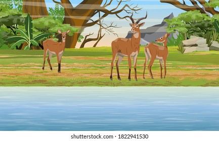 A herd of Cob antelopes on the bank of Great Lake. African savannah and bash. Wild mammals of central Africa. Realistic vector landscape