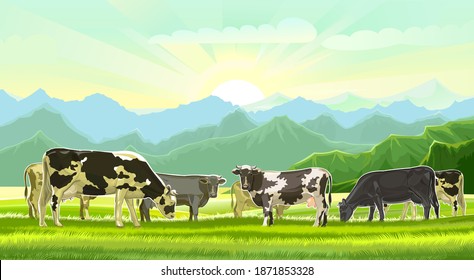 A herd of cows grazes among the rural hills. Pastures. Meadows and fields. Rustic village landscape. Farm work.