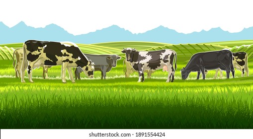 Un rebaño de vacas pastorea entre las colinas rurales. Pastos. Barrios y campos. Rústico paisaje de pueblo. Trabajo agrícola. Aislado sobre fondo blanco. Vector