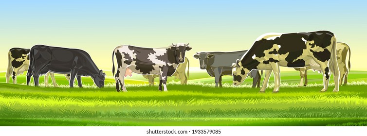 A herd of cows grazes among the rural hills. Pastures. Meadows and fields. Rustic village landscape. Farm work. Vector