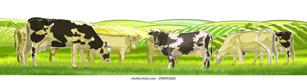 A herd of cows grazes among the rural hills. Pastures. Meadows and fields. Rustic village landscape. Farm work. Isolated on white background. Vector