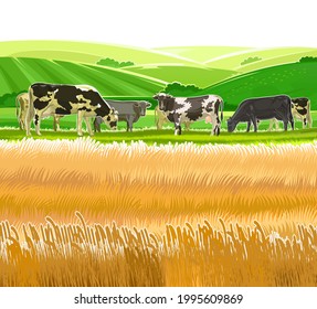 A herd of cows grazes among the rural hills. Pastures. Meadows and wheat fields. Rustic village landscape. Farm work. Isolated on white background.