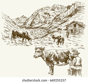 Herd of cows grazing, farmer milking a cow.