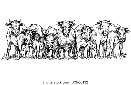 Herd of cows in a meadow - vector illustration isolated on white