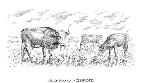 herd of cows is standing nibbling grass sketch engraving illustration style