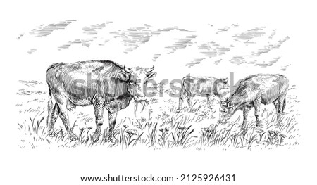 herd of cows is standing nibbling grass sketch engraving illustration style