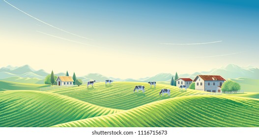 Herd of cows  in summer rural landscape at dawn among fields and pastures. Vector illustration.