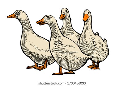 A herd of domestic ducks. Retro style. Design for farmer duck meat products.
Vector is isolated on a white background. Hand drawing.