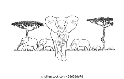 herd of elephants sketch