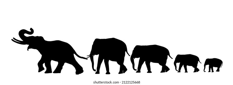 1,710 Elephant Mating Images, Stock Photos & Vectors | Shutterstock