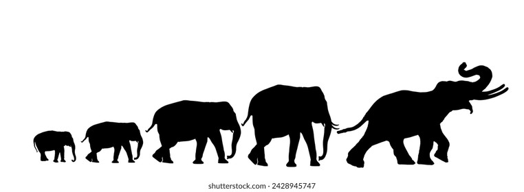 Herd of elephants walking in line vector silhouette illustration isolated on white background. Dominant alpha male elephant leads drove formation of family shape shadow. Africa safari animals. 