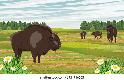 Eine Herde europäischen Bison Bison Bonasus auf einer überschwemmten Wiese mit Kräutern und Kräutern. Männchen, Weibchen und Kälber europäischer Holzbiss. Die Weisheit oder der Zuckerhut. Realistische Vektorwildtiere in Europa.