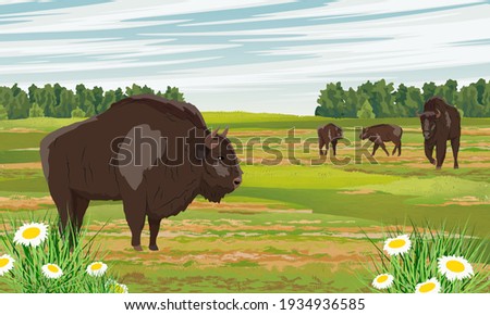 A herd of European bison Bison bonasus in a floodplain meadow with chamomiles and herbs. Males, females and calves European wood bison. The wisent or the zubr. Realistic vector wild animals of Europe.