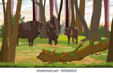 Herd of European bison Bison bonasus in a mixed forest with tree trunks, bushes and a fallen tree covered with moss. European wood bison. The wisent or the zubr. Realistic vector summer landscape.