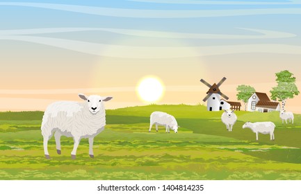 A herd of fluffy white sheep on the meadow. Countryside in summer. Mill, barn and house with garden. Outbuildings. Green field. Vector Landscape