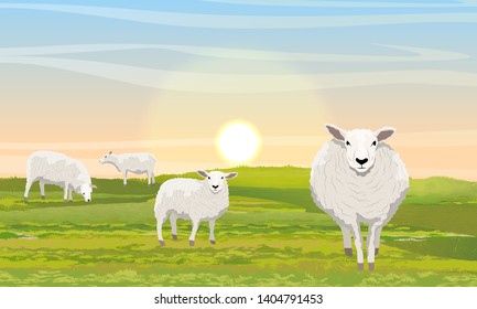 A herd of four fluffy white sheep in a meadow. Green grass and sunrise. Farm. Realistic Vector Landscape