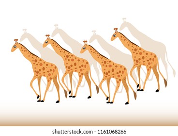 Herd of giraffes on white background.