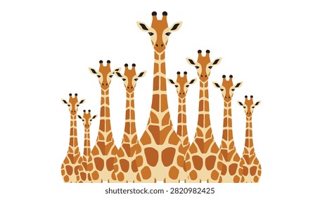 Herd of giraffes standing together facing forward in flat vector style illustration.