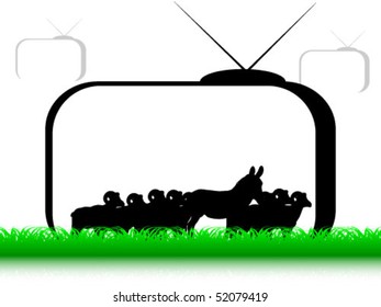 herd of goats on tv