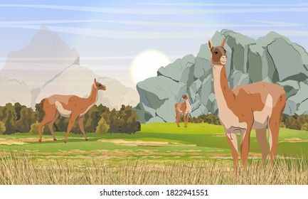 A herd of guanaco lamas in a mountainous area with rocks, grass and bushes. Lama guanicoe. Wild animals of South America. Realistic vector landscape