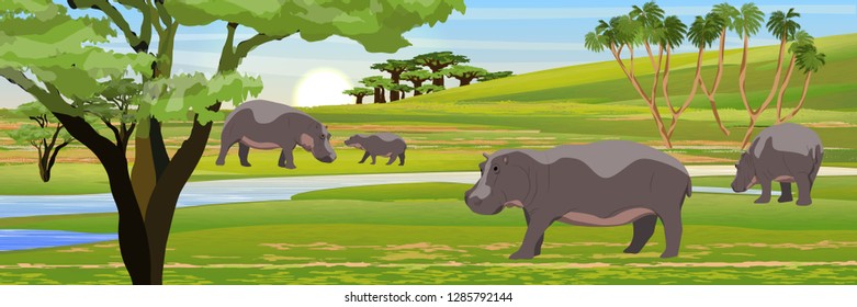 A herd of hippos in the African savannah. Wildlife of Africa. Realistic vector landscape with animals and plants