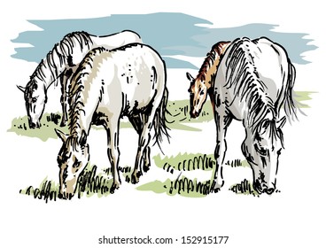 Herd of horses, vector illustration