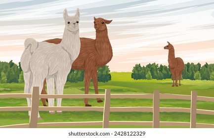 A herd of llamas grazes on a green meadow behind a fence. Domesticated animals of South America. Realistic vector landscape