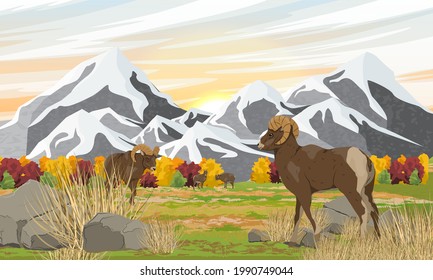 A herd of mountain sheep Ovis canadensis stands in a valley in front of mountains and autumn forest. Wild mammals of North America. Realistic vector landscape