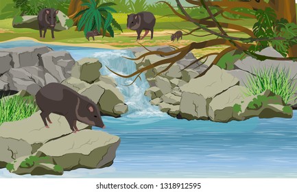 A herd of Peccari in the jungle. Small waterfall, stones, tropical trees and vines. Rainforests of Amazonia. Realistic Vector Landscape