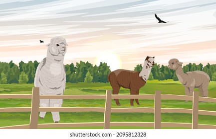 A herd of realistic alpacas Lama pacos on the farm behind the fence. Vector landscape