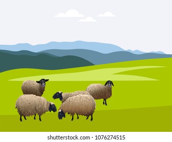 Herd of sheep on green pasture. Vector illustration