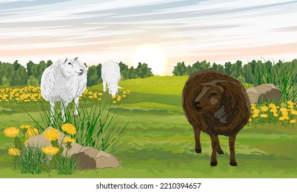 Herd of sheep on a green summer meadow with green grass and dandelions. Farm animals. Sunset at the farm. Realistic vector landscape