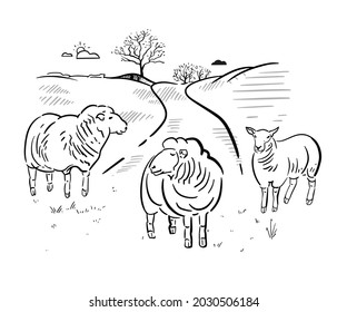 Herd of sheep in pasture near the farm. Landscape of Europe with hills and animals. Vector hand drawn illustration.