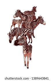 The herd of standing zebras. Vector graphics drawn in the technique of rough brush