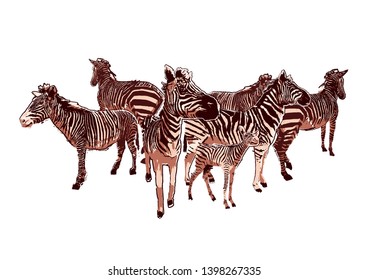 The herd of standing zebras. Vector graphics drawn in the technique of rough brush