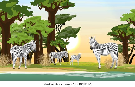 A herd of zebras stands on the shore of the lake near the tall African baobabs and acacias. Bush and African savannah. Animals of Africa. Realistic vector landscape