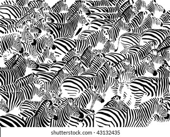 Herd Of Zebras Vector