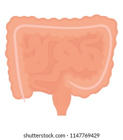 
Here is a bunch of duodenum, jejunum, and ileum, digestive enzymes denoting excretory system 
